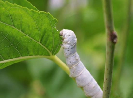 蚕宝宝蚊香中毒怎么急救？蚕蜷缩一团不动不吃怎么办？